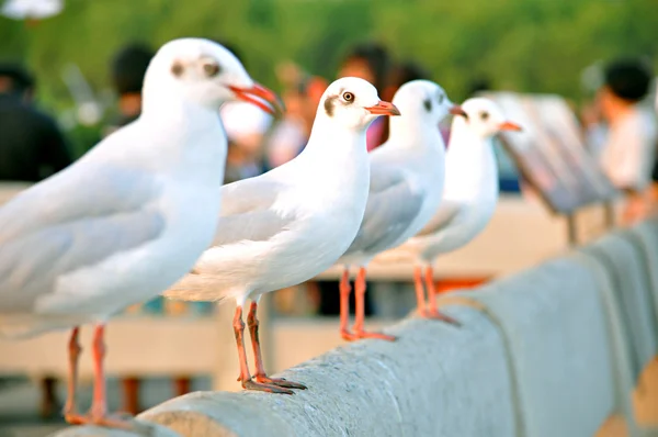 Schöne Vögel in einer Reihe stehen — Stockfoto