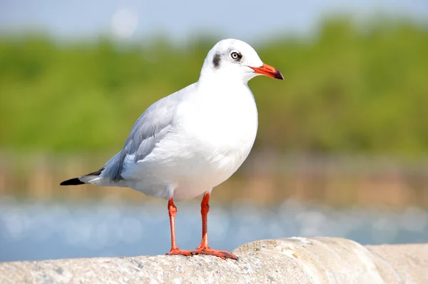 Прекрасная белая чайка — стоковое фото