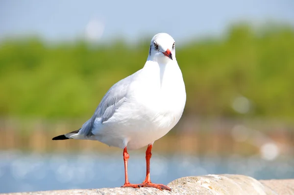 Прекрасная белая чайка — стоковое фото