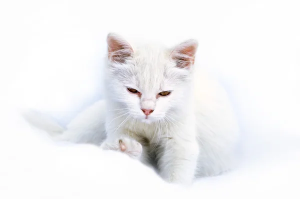 Красивый белый кот — стоковое фото