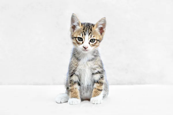 Un gattino carino — Foto Stock