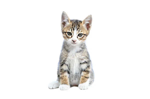Un gattino carino — Foto Stock
