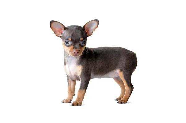 Cão Chiwawa marrom escuro bonito — Fotografia de Stock