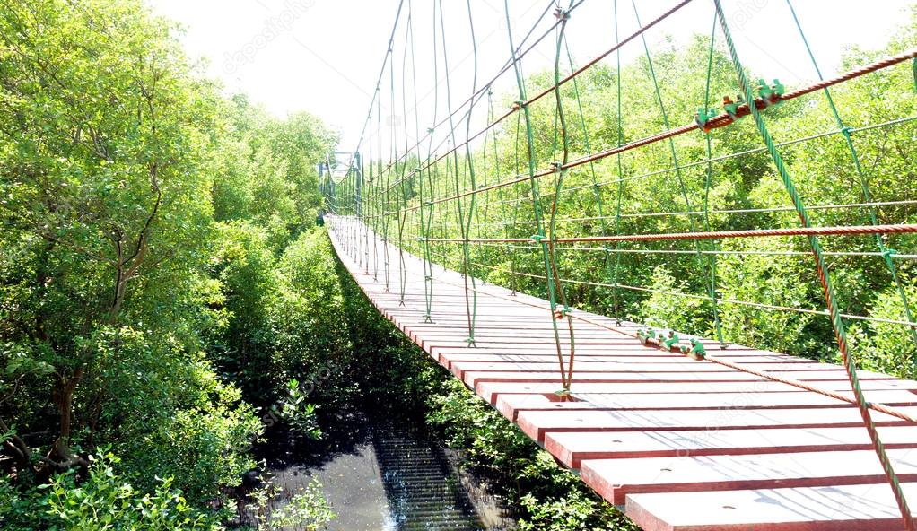 Suspension bridge over mangrove forest
