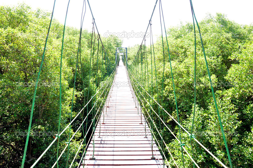 Suspension bridge over mangrove forest