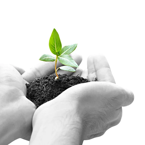 Hand holding green sapling with soil — Stock Photo, Image