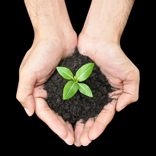 Hand holding green sapling with soil — Stock Photo, Image