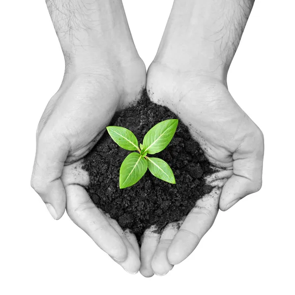 Hand som håller grön planta med jord — Stockfoto