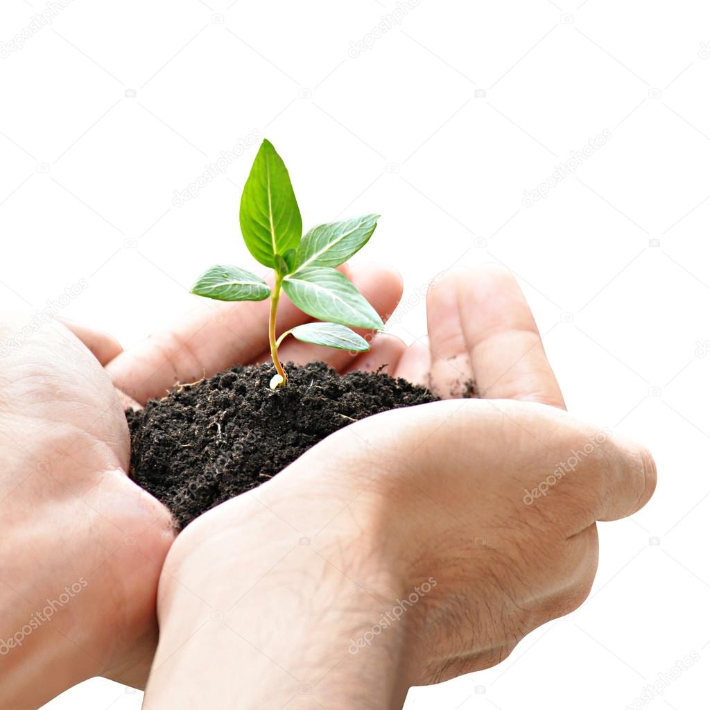 Hand holding green sapling with soil