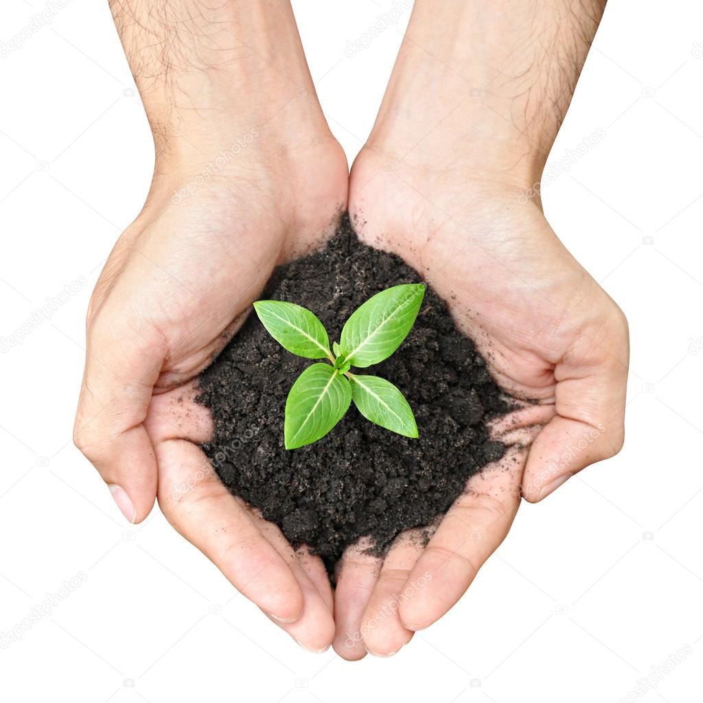 Hand holding green sapling with soil
