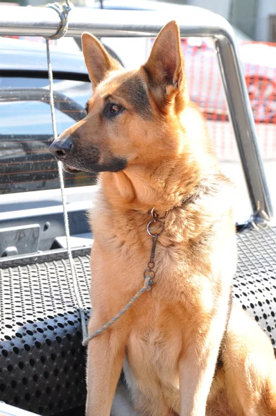 Alsation ou cão pastor alemão — Fotografia de Stock