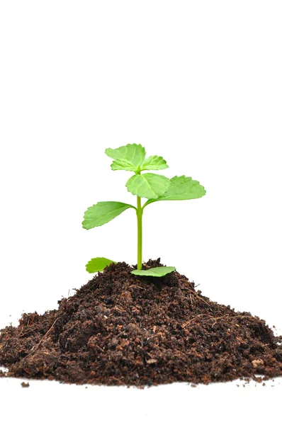 土壌から成長している小さな緑の苗 — ストック写真
