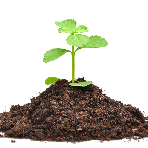 Small green seedling growing from soil — Stock Photo, Image