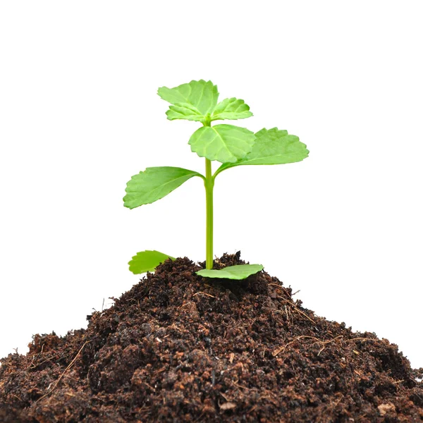 Small green seedling growing from soil — Stock Photo, Image
