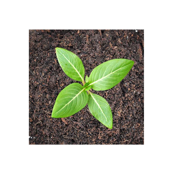 Small green seedling growing from soil — Stock Photo, Image