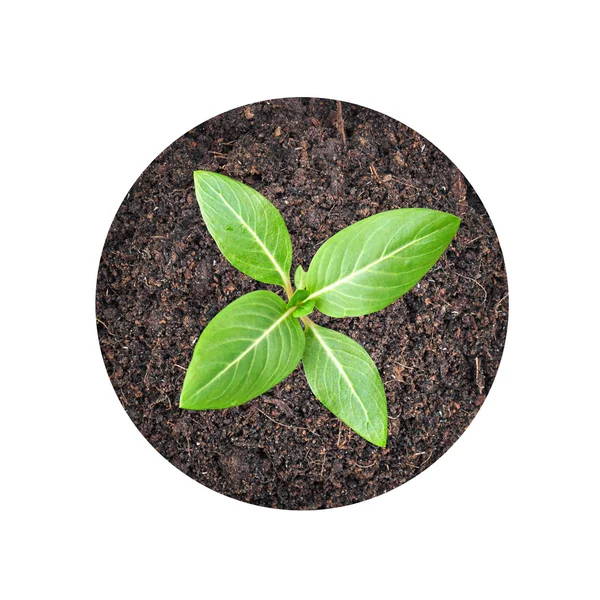 Small green seedling growing from soil — Stock Photo, Image