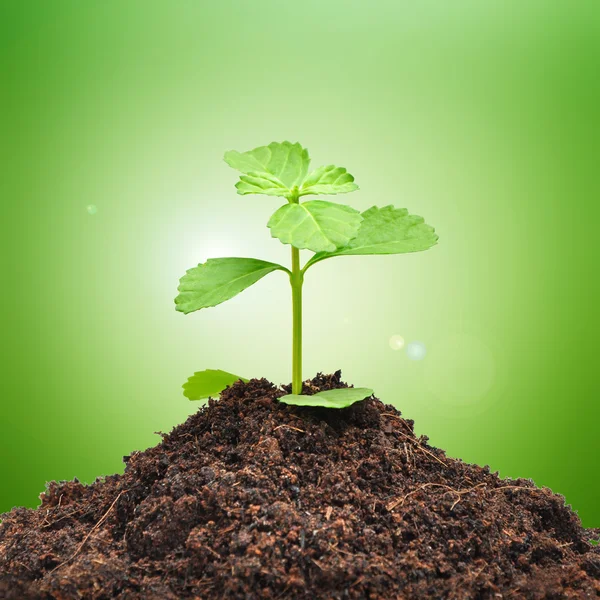 Small green seedling growing from soil — Stock Photo, Image