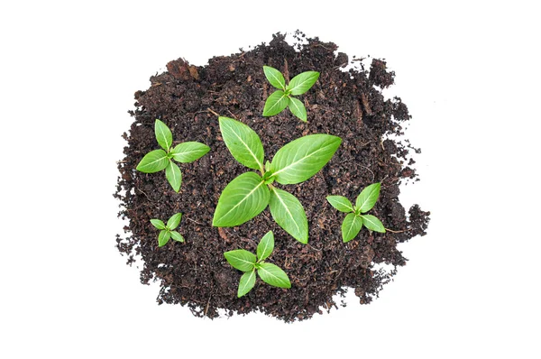 Small green seedlings growing from heap of soil — Stock Photo, Image