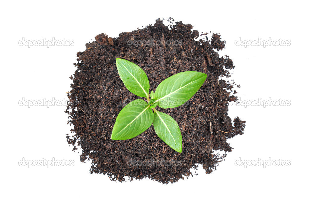 Small green seedling growing from heap of soil