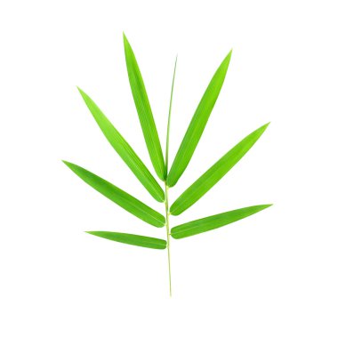 Genç yeşil bambu yaprakları 