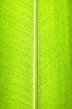 Yeşil muz yaprağı dokusu - doğal arkaplan