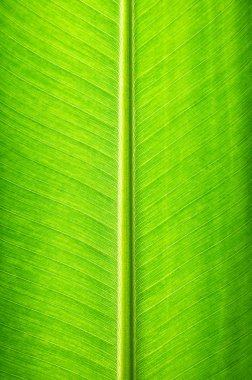 Yeşil muz yaprağı dokusu - doğal arkaplan