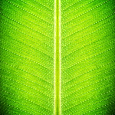 Yeşil muz yaprağı dokusu - doğal arkaplan