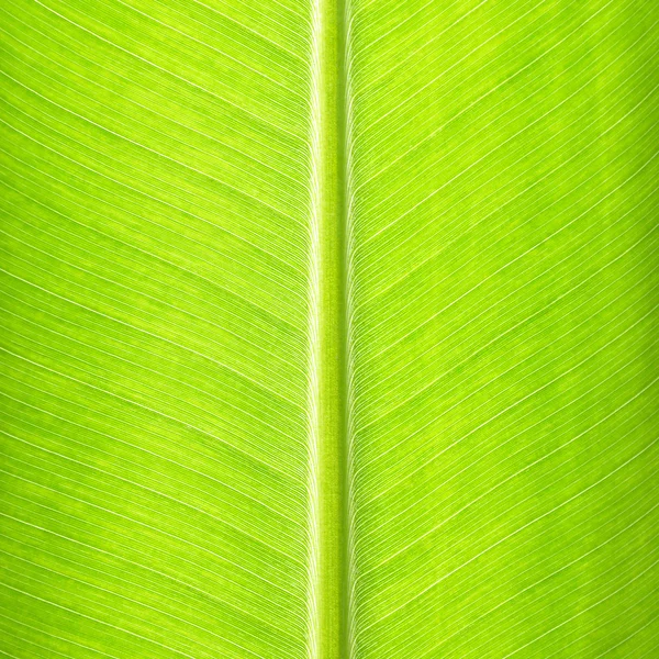Grüne Bananenblatt-Textur - natürlicher Hintergrund — Stockfoto