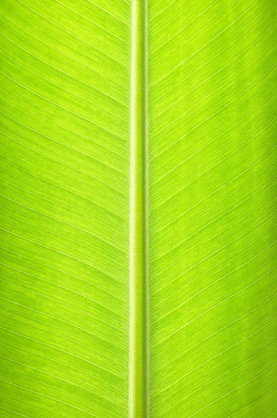 Textura de folha de banana verde - fundo natural — Fotografia de Stock