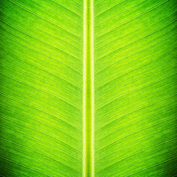 Groene bananenblad textuur - natuurlijke achtergrond — Stockfoto