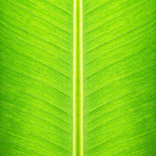 Yeşil muz yaprağı dokusu - doğal arkaplan — Stok fotoğraf