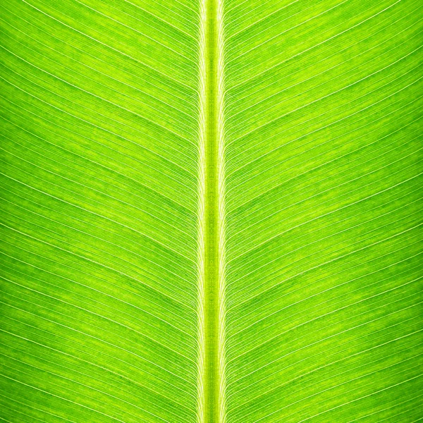 Yeşil muz yaprağı dokusu - doğal arkaplan