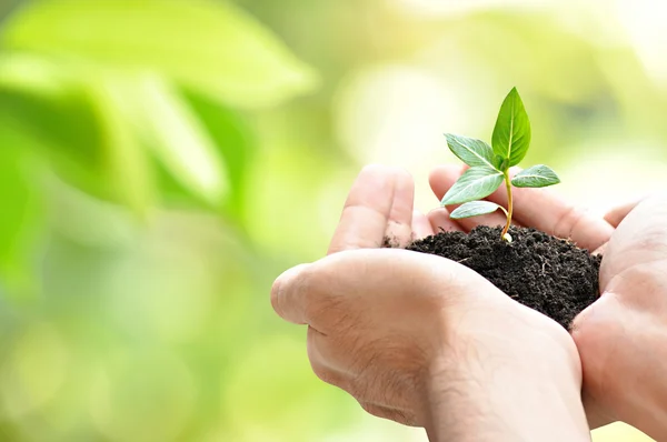 Händer och plantor med jord — Stockfoto