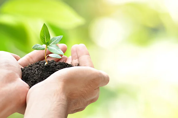 Händer och plantor med jord — Stockfoto