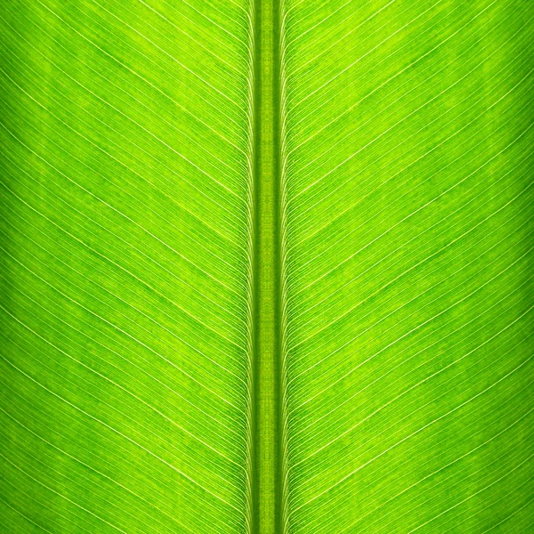 Textura de folha de banana verde - fundo natural — Fotografia de Stock
