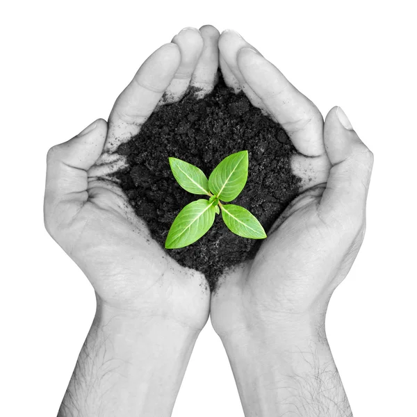 Händer som håller grön planta med jord — Stockfoto