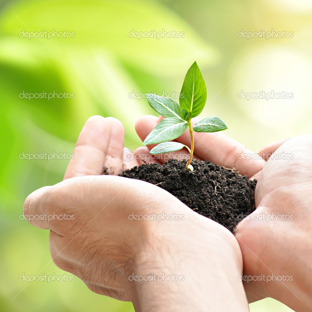 Hands holding green seedling with soil 