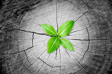 ağaç kütüğü - yenileme ve geliştirme kavramı büyüyen yeşil fide