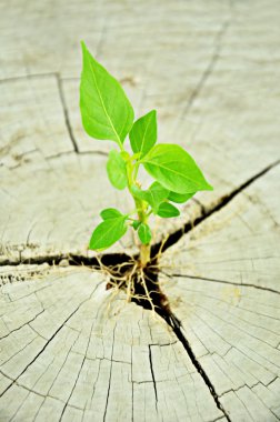 Green seedling growing from tree stump - regeneration and development concept clipart