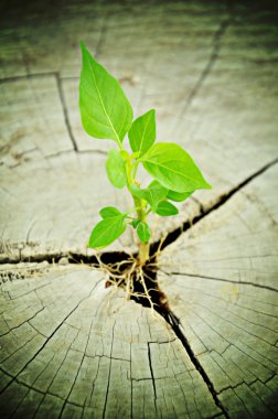 Green seedling growing from tree stump - regeneration and development concept clipart