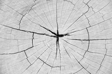 ağaç güdük doku kırık 