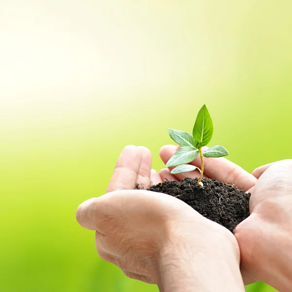 Mani e piantina con terreno — Foto Stock