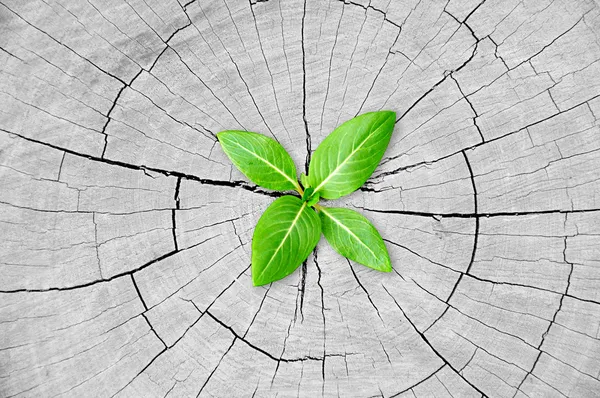 Green seedling growing from tree stump - regeneration and development concept — Stock Photo, Image