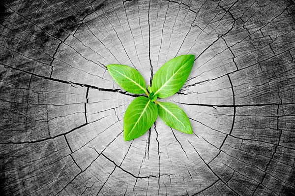 Green seedling growing from tree stump - regeneration and development concept — Stock Photo, Image