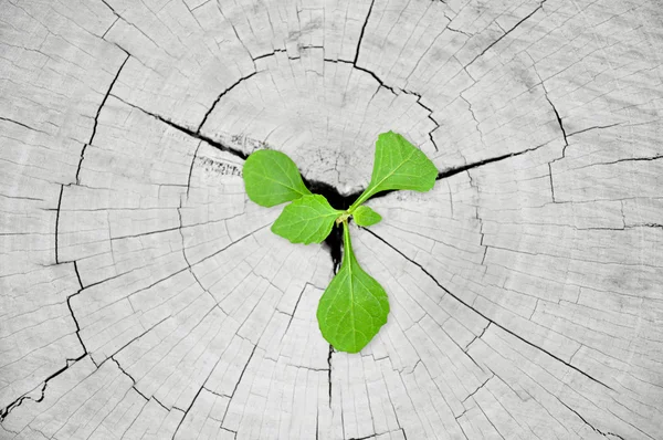 Green seedling growing from tree stump - regeneration and development concept — Stock Photo, Image