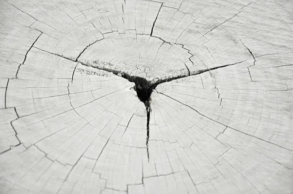 Cracked tree stump texture — Stock Photo, Image