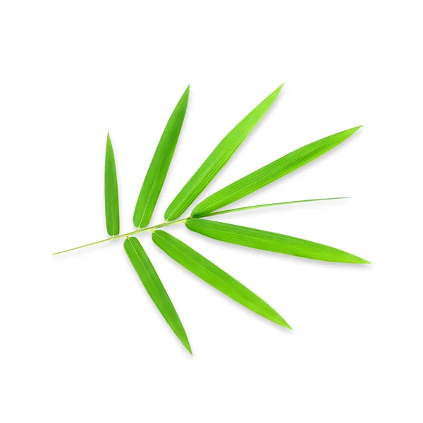 Young green bamboo leaves — Stock Photo, Image