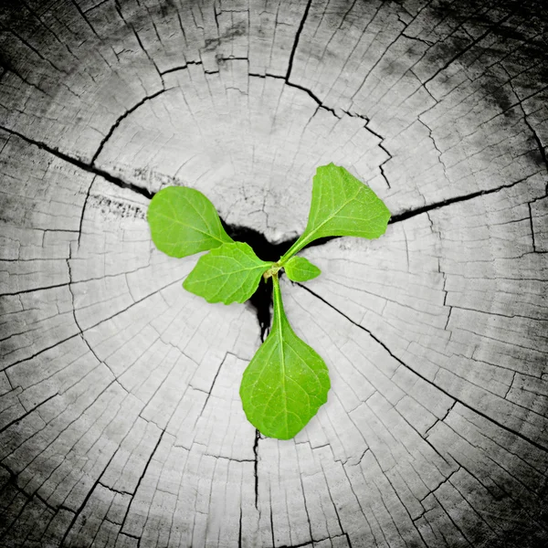 Little green seedling growing from tree stump — Stock Photo, Image