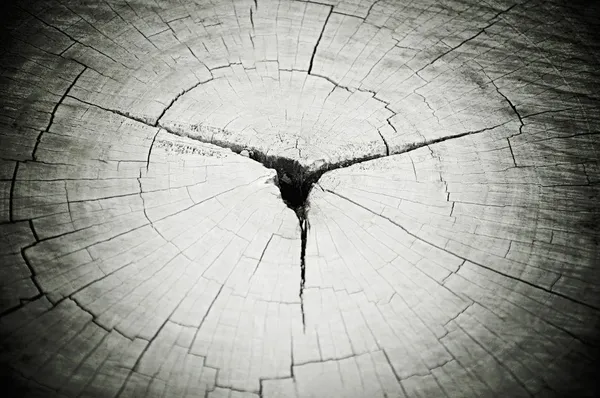 Dry old cracked tree stump with hole in the middle — Stock Photo, Image