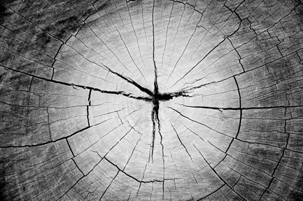 Gebarsten boom stomp textuur — Stockfoto